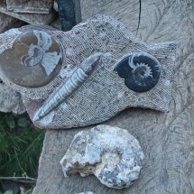 Fossils in Imlil